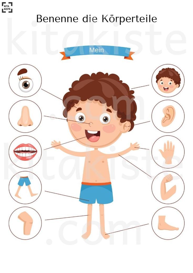 Körperteile Für Kinder Zum Ausdrucken
